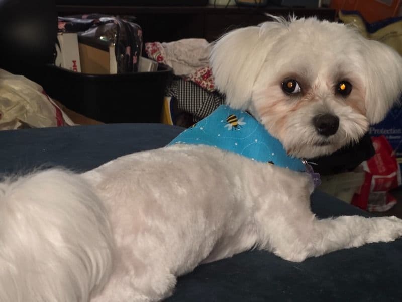 Maltese 10 months old male medium named Tissot for breeding in Pasco County, Florida | Petmeetly