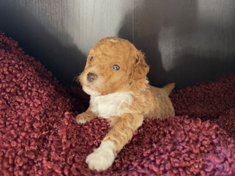 Toy Poodle 1 month old male small named Teddy Bear 2 for sale in Broward County, Florida | Petmeetly