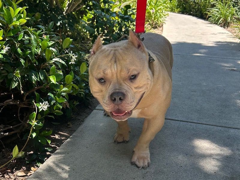 American Bully 1 year 4 months old male medium named Rocko for breeding in Los Angeles County, California | Petmeetly