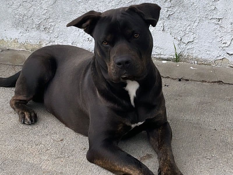 American PitBull Terrier 2 years 7 months old male large named Blicc for breeding in Los Angeles County, California | Petmeetly
