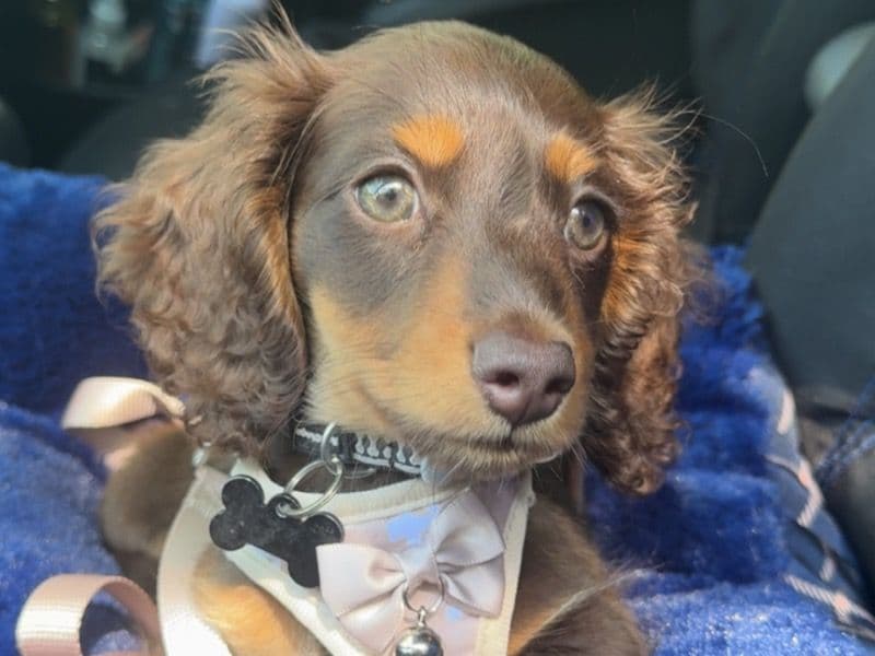 Choccy primary photo