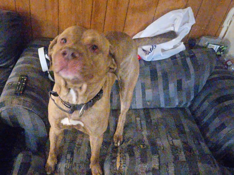 Bullmastiff 2 years 4 months old male extra large named Remington for breeding in Allen County, Indiana | Petmeetly