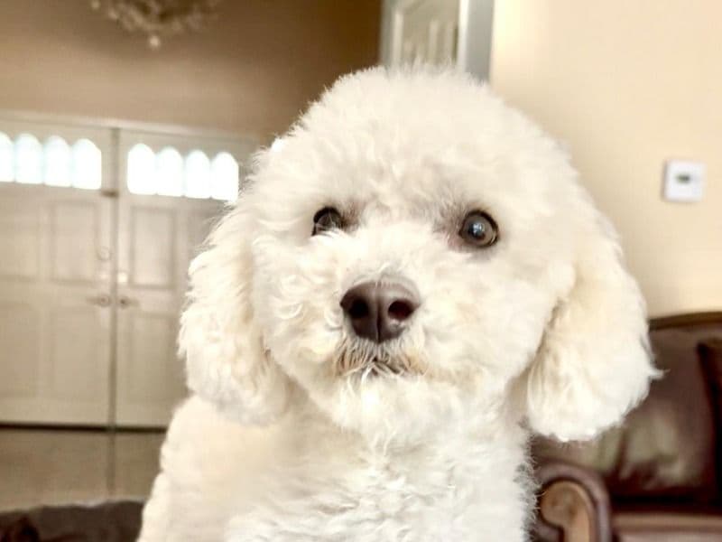 Toy Poodle 2 years 6 months old female medium named Ginger for breeding in San Bernardino County, California | Petmeetly