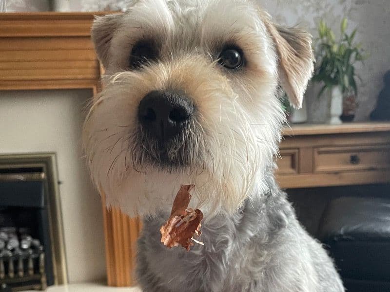 Shorkie 1 year 3 months old male medium named Bobby for breeding in Northumberland, England | Petmeetly