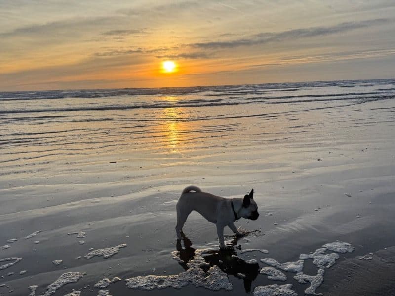 Pug 2 years old female small named Heidi for breeding in Sir Gaerfyrddin, Cymru | Petmeetly