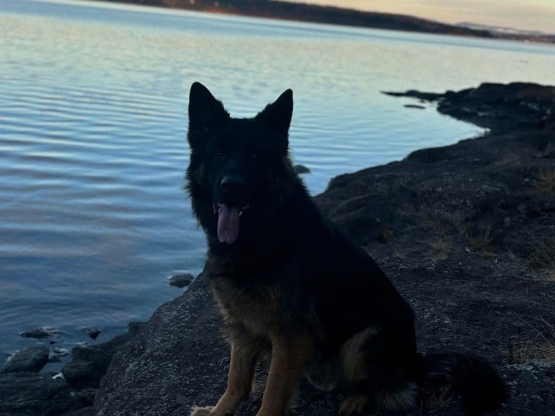 King Shepherd 3 years 1 month old male extra large named Bear for breeding in Halifax Regional Municipality, Nova Scotia | Petmeetly