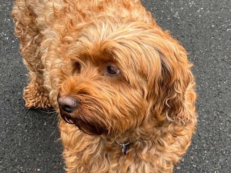 Mini Labradoodle 4 years 11 months old female medium named Blue for breeding in Chester County, Pennsylvania | Petmeetly