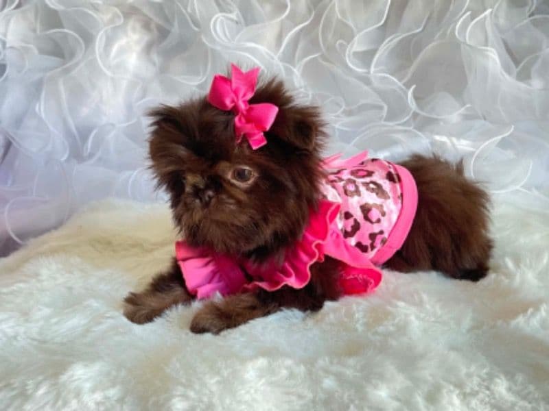 Adorable Shih Tzu - Shih Tzu | Petmeetly