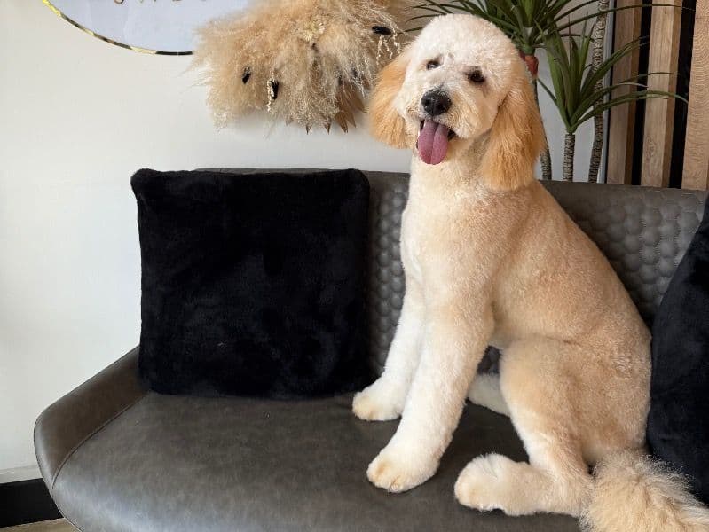 Labradoodle 1 year 2 months old male medium named Chester for breeding in Newport, Wales | Petmeetly