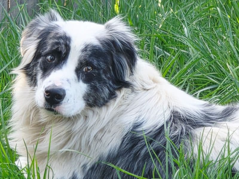 Australian Shepherd 5 years old male medium named Oakley for sale in Marion County, Oregon | Petmeetly