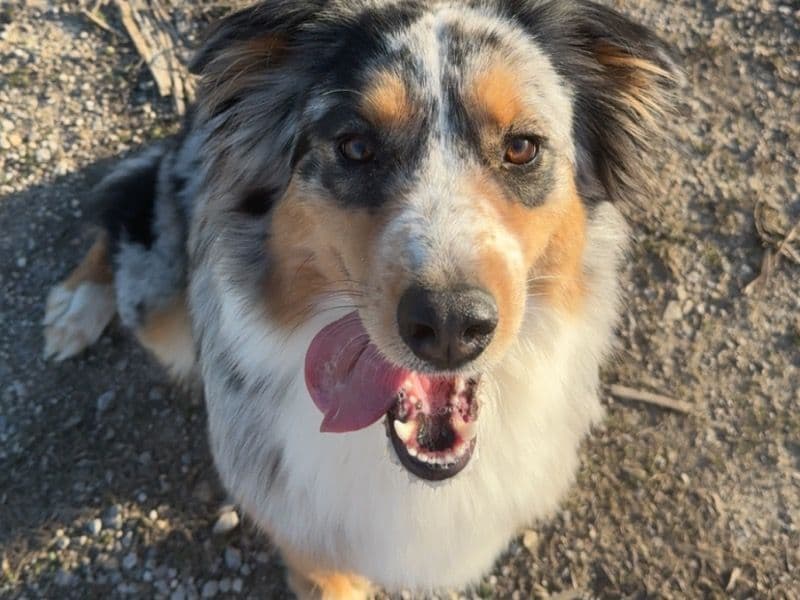Australian Shepherd 2 years 2 months old female medium named Dolly for breeding in Montgomery County, Kansas | Petmeetly