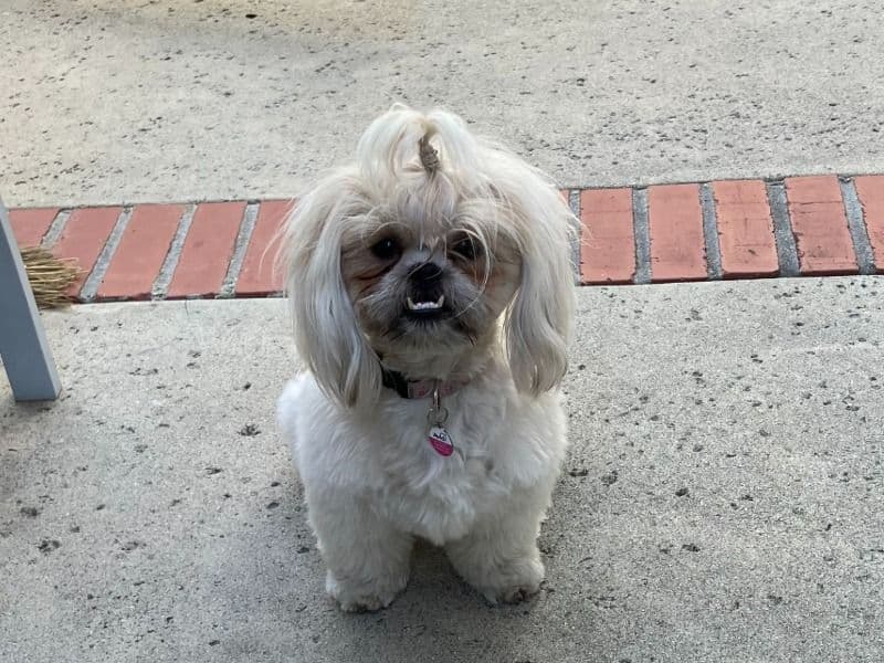 Shih Tzu 2 years 8 months old female small named Izzy for breeding in Orange County, California | Petmeetly