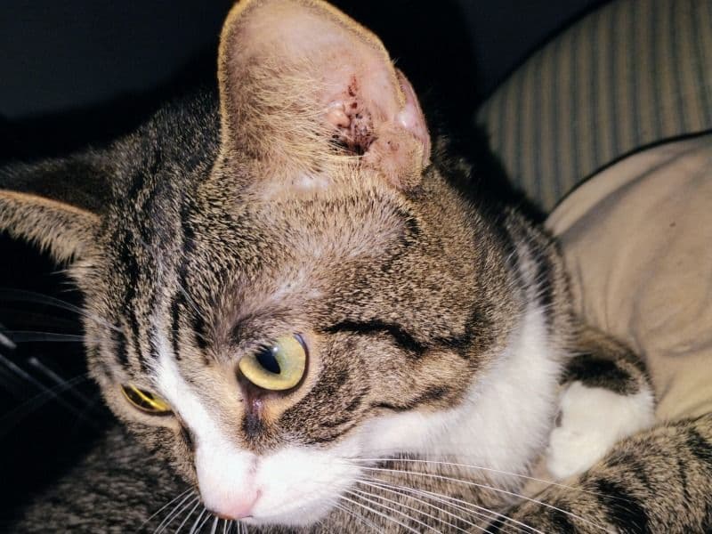 Oriental Tabby 3 years 2 months old male named Draco for sale in Genesee County, Michigan | Petmeetly