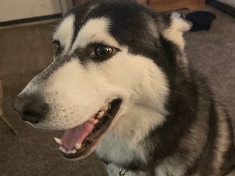 Alaskan Husky 2 years 4 months old male large named Pezz for breeding in Montgomery County, Maryland | Petmeetly