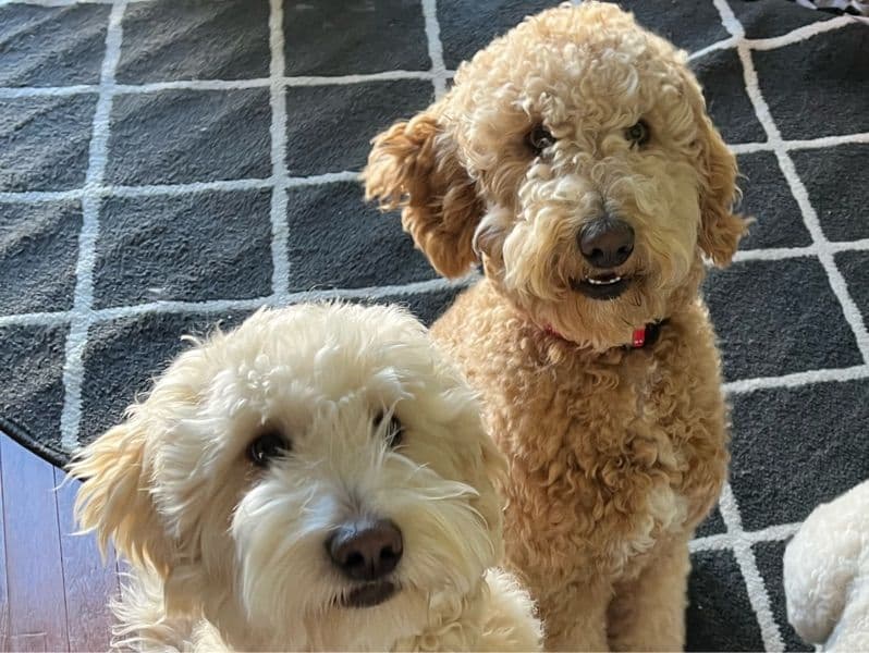 Mini Golden Doodle 9 months old male medium named Kenai for sale in Sweetwater County, Wyoming | Petmeetly