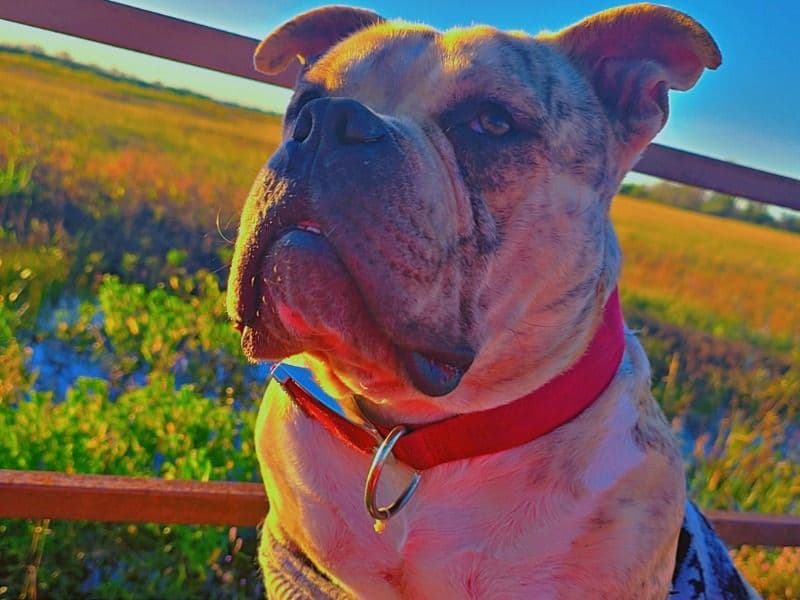 American Pocket Bully 1 year 1 month old male small named Drakeo for breeding in Emporia, Kansas | Petmeetly