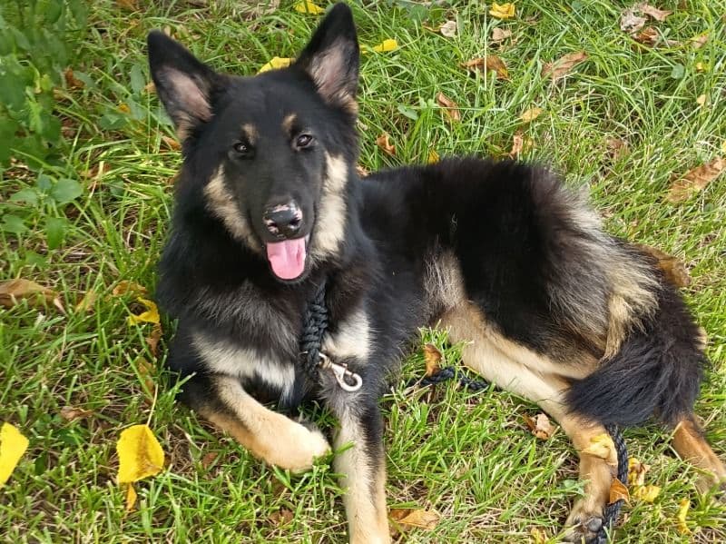 Puff - German Shepherd | Petmeetly