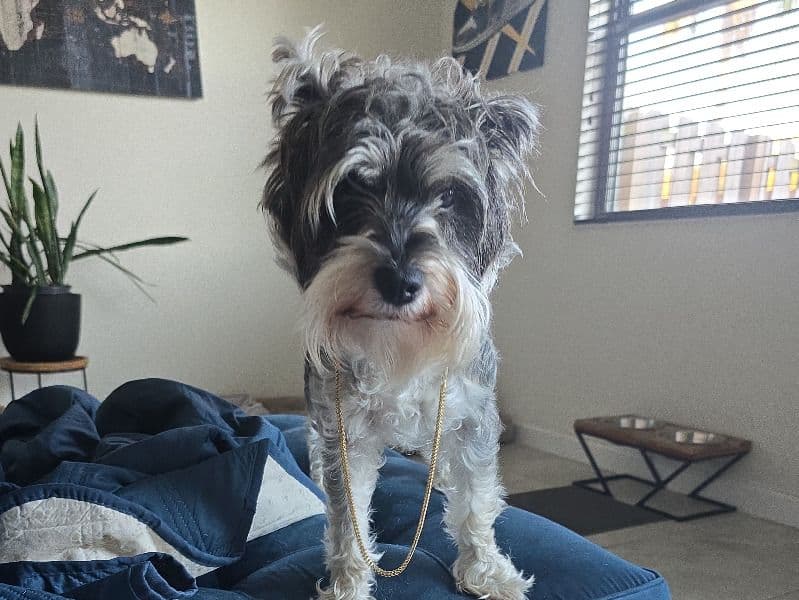 Miniature Schnauzer 5 years 3 months old female medium named Pepper for breeding in Miami-Dade County, Florida | Petmeetly
