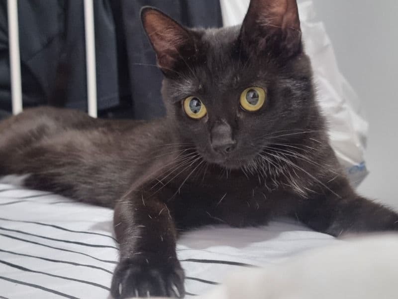 Bengal 1 year 10 months old female named Olympia for breeding in Greater Geelong City, Victoria | Petmeetly