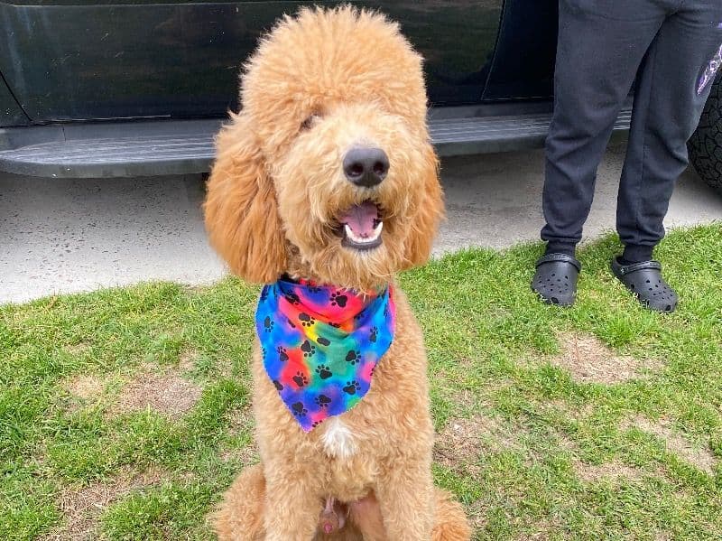 Standard Poodle 3 years 5 months old male large named Kali for breeding in Richland County, South Carolina | Petmeetly