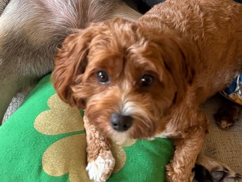 Cavapoo (Cavadoodle) 1 year 8 months old female small named Frankie for breeding in San Mateo County, California | Petmeetly