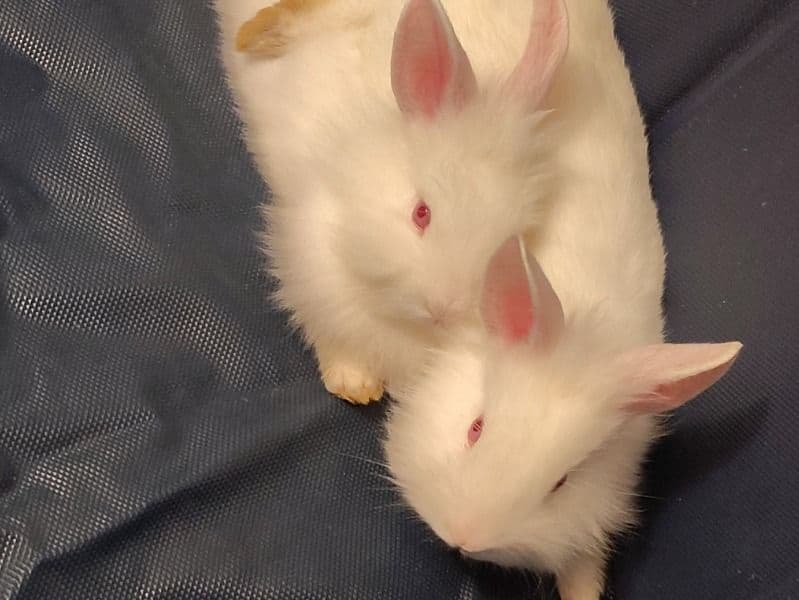 Bruno And Bunnie - Lionhead | Petmeetly