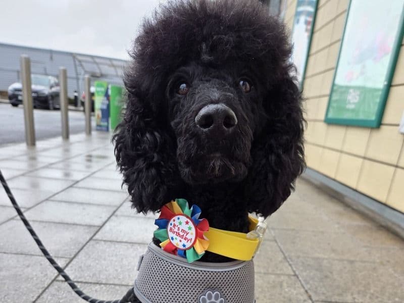 Miniature Poodle 2 years 5 months old male medium named Zeytin for breeding | Petmeetly