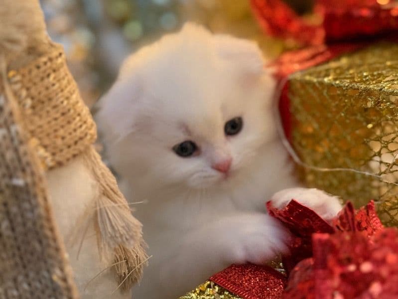 Scottish Fold 2 months old female named Meme for breeding in New York, New York | Petmeetly