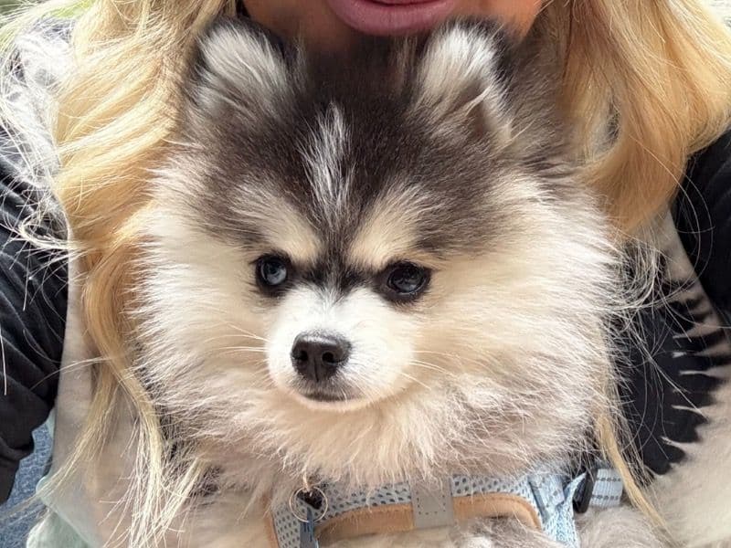 Pomsky 8 months old male small named Milo for breeding in Calgary, Alberta | Petmeetly