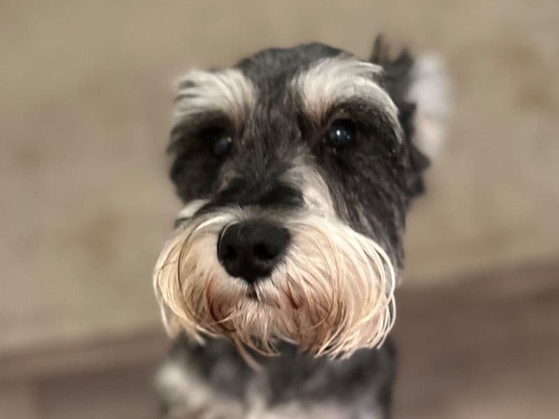 Hudson primary photo