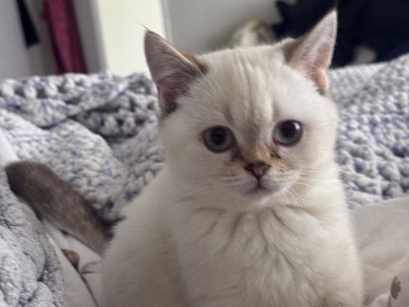 British Shorthair 1 year old female named Eloise for breeding in Passaic County, New Jersey | Petmeetly