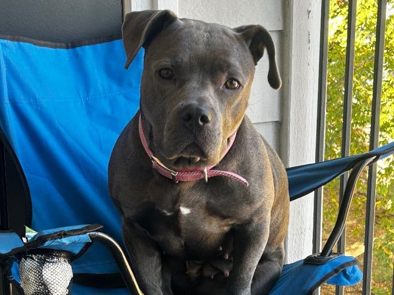American PitBull Terrier 5 years 4 months old female large named Arya for breeding in Denton County, Texas | Petmeetly