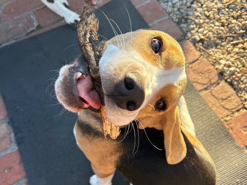 Beagle 11 months old male medium named Bailey for breeding in Maribyrnong City, Victoria | Petmeetly