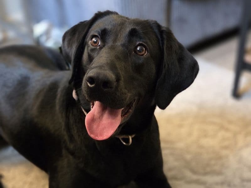 English Labrador Retriever 1 year 6 months old female large named Gia for breeding in Hanover County, Virginia | Petmeetly
