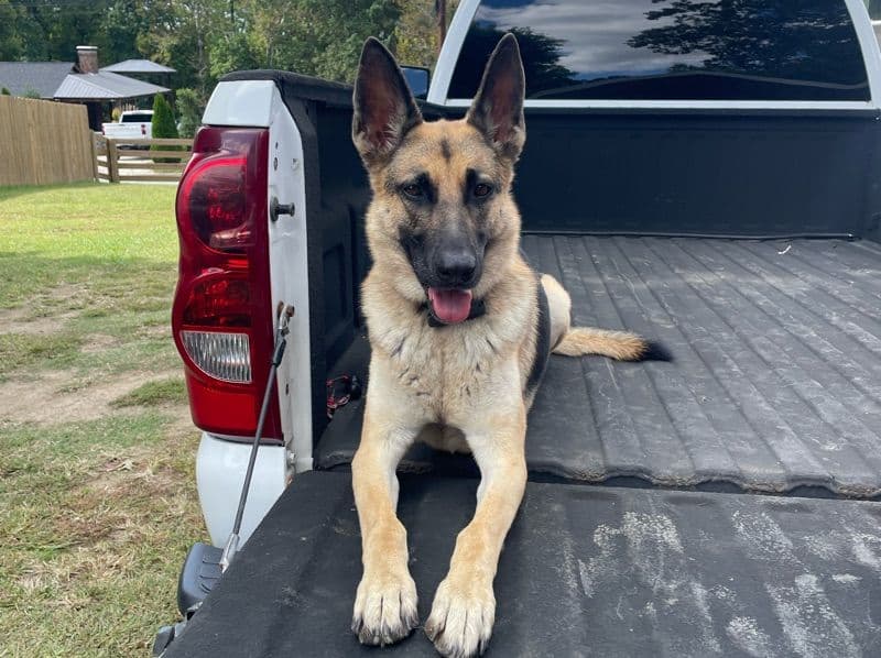 German Shepherd 4 years 9 months old female large named Loba for sale in Guilford County, North Carolina | Petmeetly