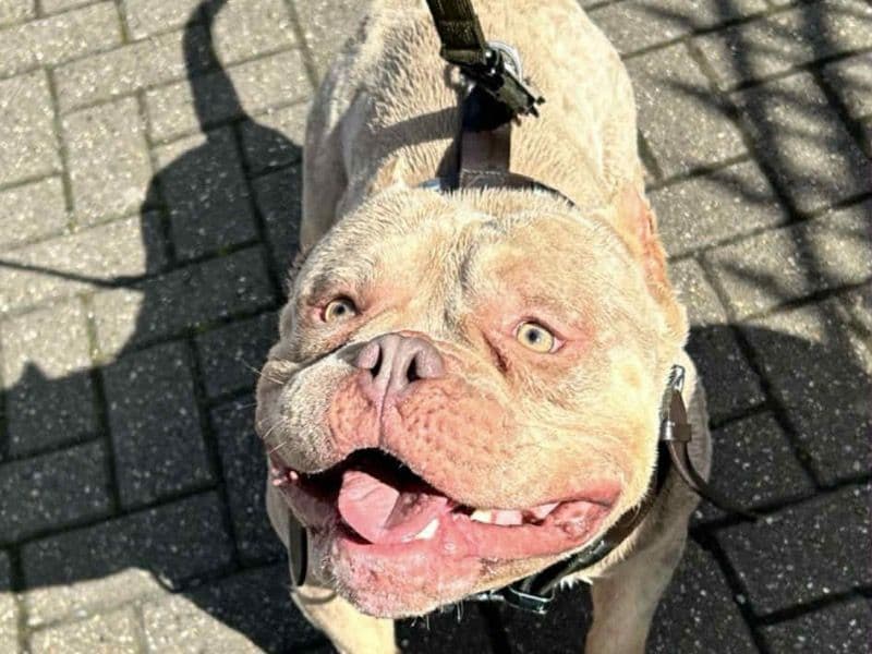 American Pocket Bully 3 years 7 months old male large named Milo for breeding in Nottingham, England | Petmeetly