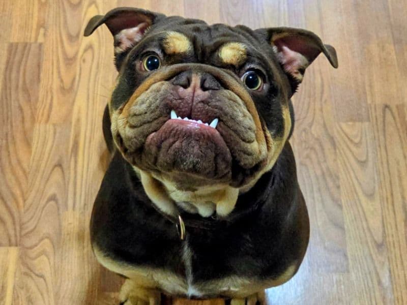 Bulldog 1 year 2 months old male medium named Rolo for breeding in Oakland County, Michigan | Petmeetly