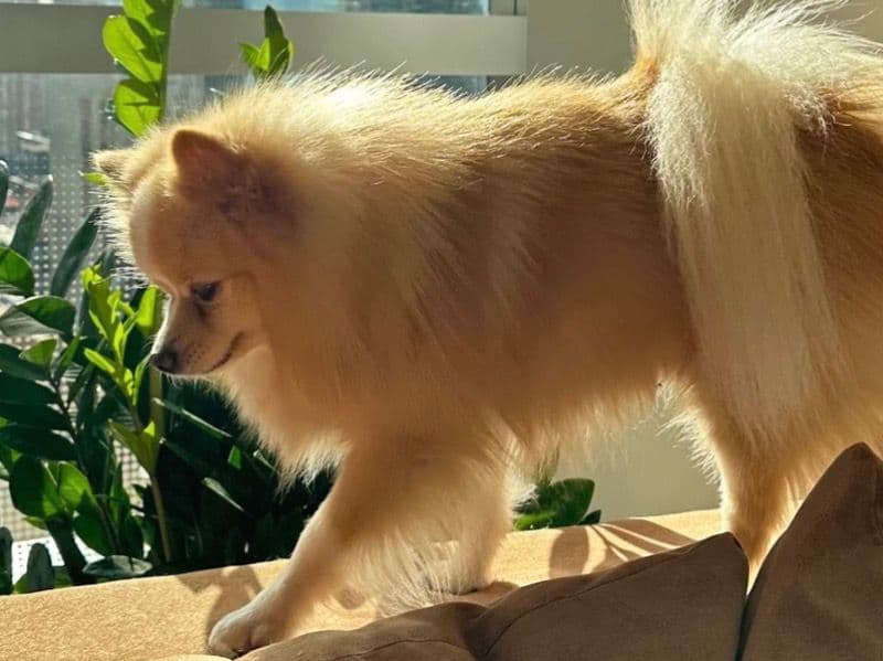 Pomeranian 4 years 6 months old male medium named Dolce for breeding in New York County, New York | Petmeetly