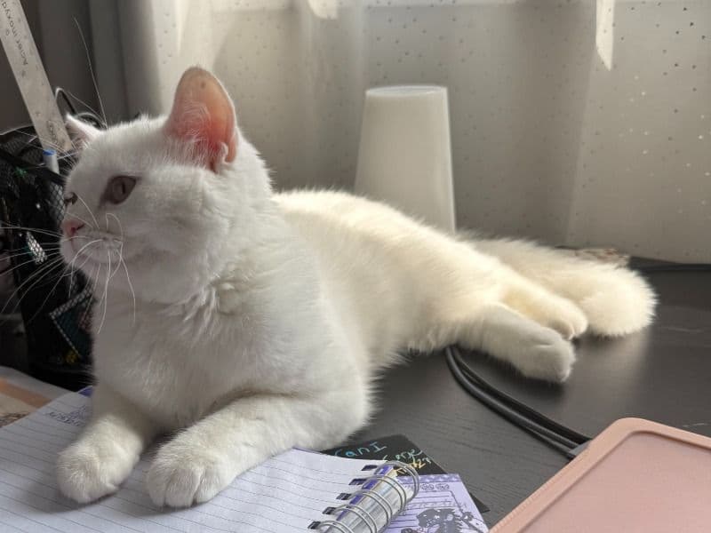 Scottish Straight 1 year old female named Mochi for breeding in Toronto, Ontario | Petmeetly