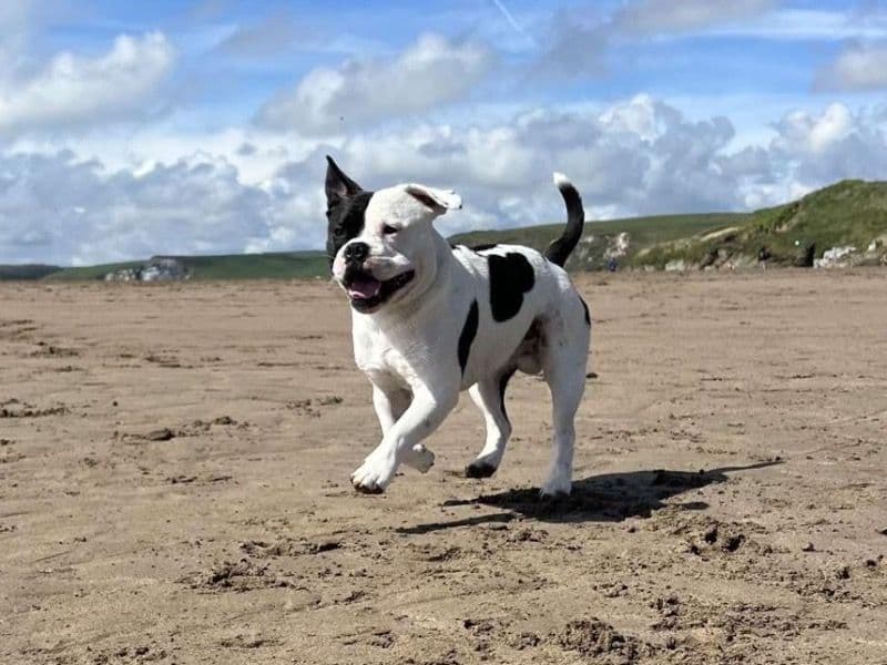 American Bulldog 2 years 11 months old male medium named Chaos for breeding in Plymouth, England | Petmeetly