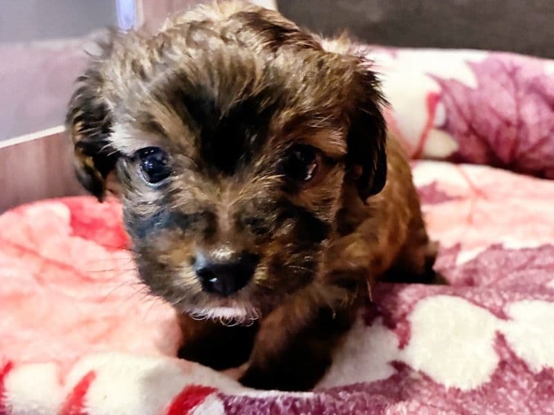 Toy Poodle 1 month old male small named Tiberius for sale in Hudson County, New Jersey | Petmeetly