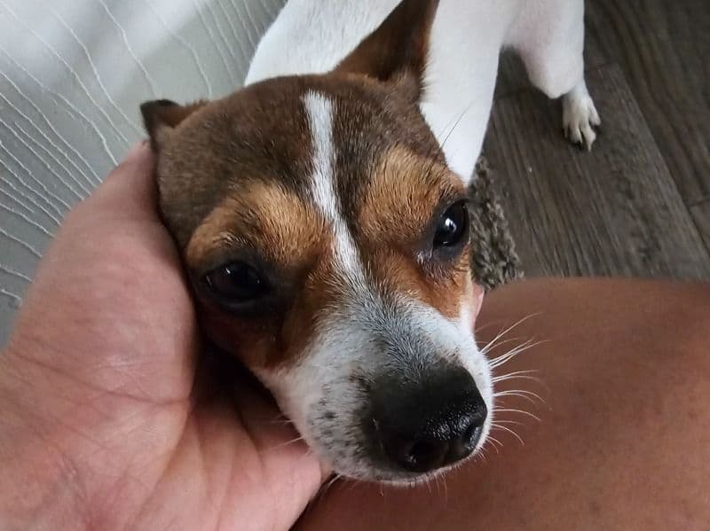 Chihuahua 1 year old female small named Linda for adoption in Washington County, Arkansas | Petmeetly