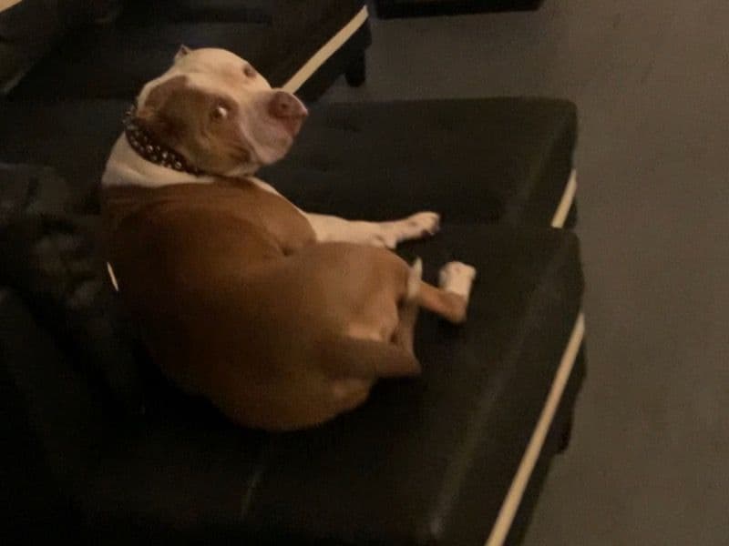 American Bully 5 years old male large named Chief for breeding in Genesee County, Michigan | Petmeetly