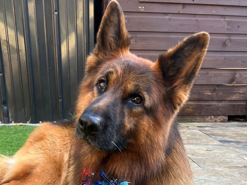 German Shepherd 5 years 2 months old male large named Rocky for breeding in Surrey, England | Petmeetly