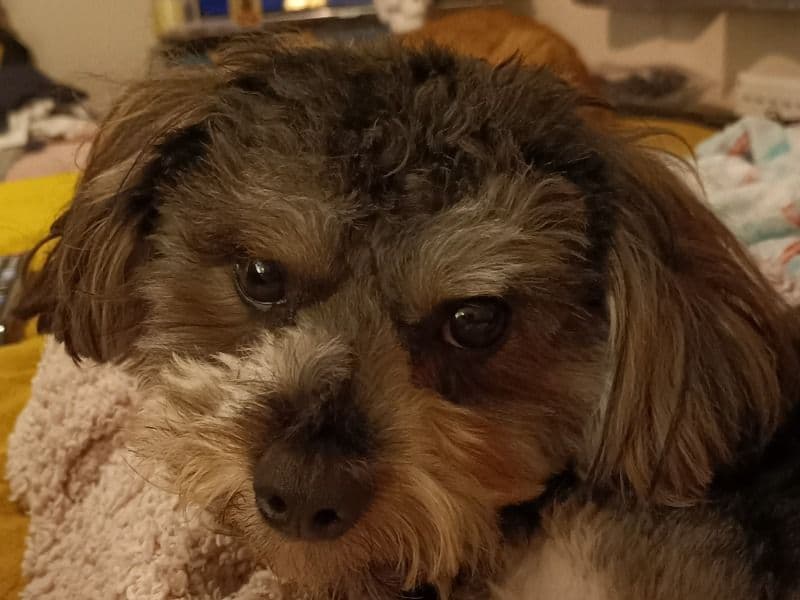 Morkie 1 year 11 months old male medium named Elmo for breeding in Warrington, England | Petmeetly