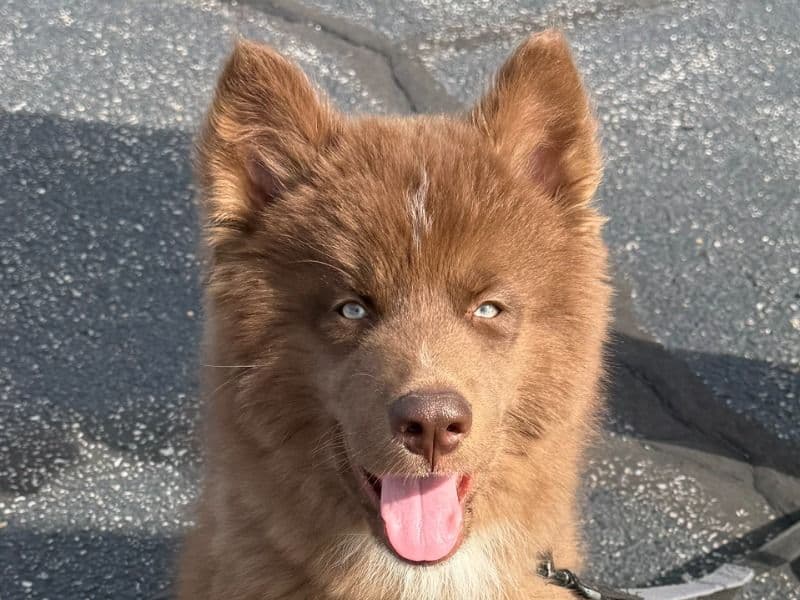 Spark - Siberian Husky | Petmeetly