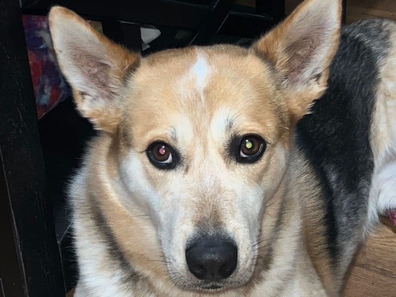 Australian Cattle Dog 2 years 7 months old male medium named Bandit for breeding in Marion County, Tennessee | Petmeetly