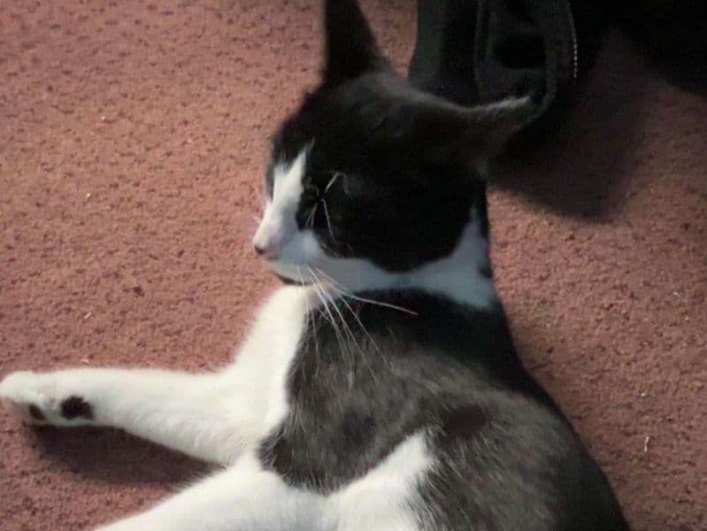 Tuxedo Cat 1 year old female named Kitty for adoption in Kalamazoo County, Michigan | Petmeetly