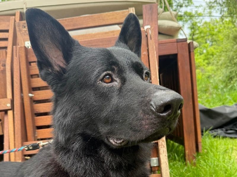Black German Shepherd 3 years 3 months old male large named Durango for breeding in Ulster County, New York | Petmeetly