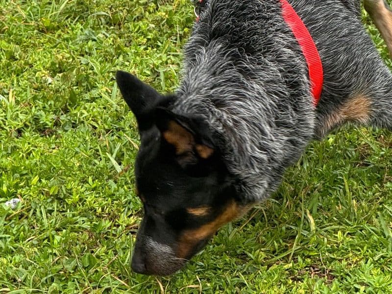 Australian Cattle Dog 1 year 6 months old male medium named Hank for breeding in Broward County, Florida | Petmeetly